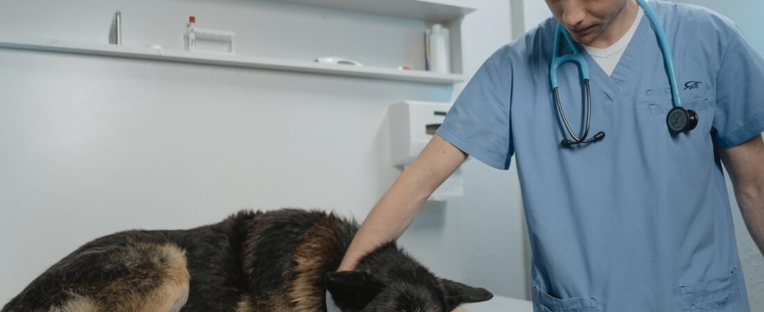 Cost to Spay or Neuter a Dog: What Really Determines the Price