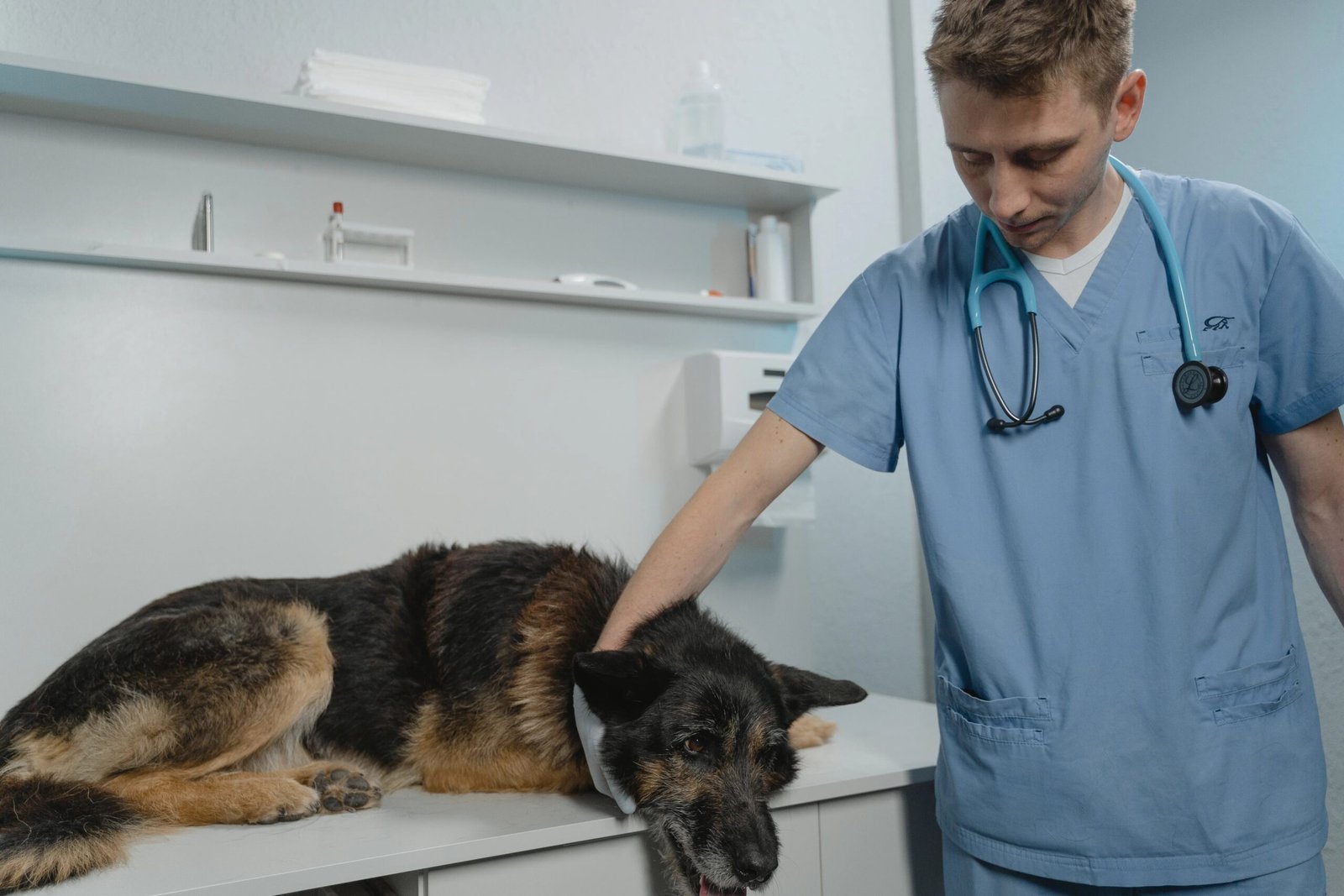 Cost to Spay or Neuter a Dog: What Really Determines the Price