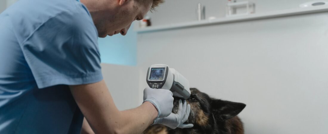 Dog Dental Care at Home: A Step-by-Step Brushing Guide