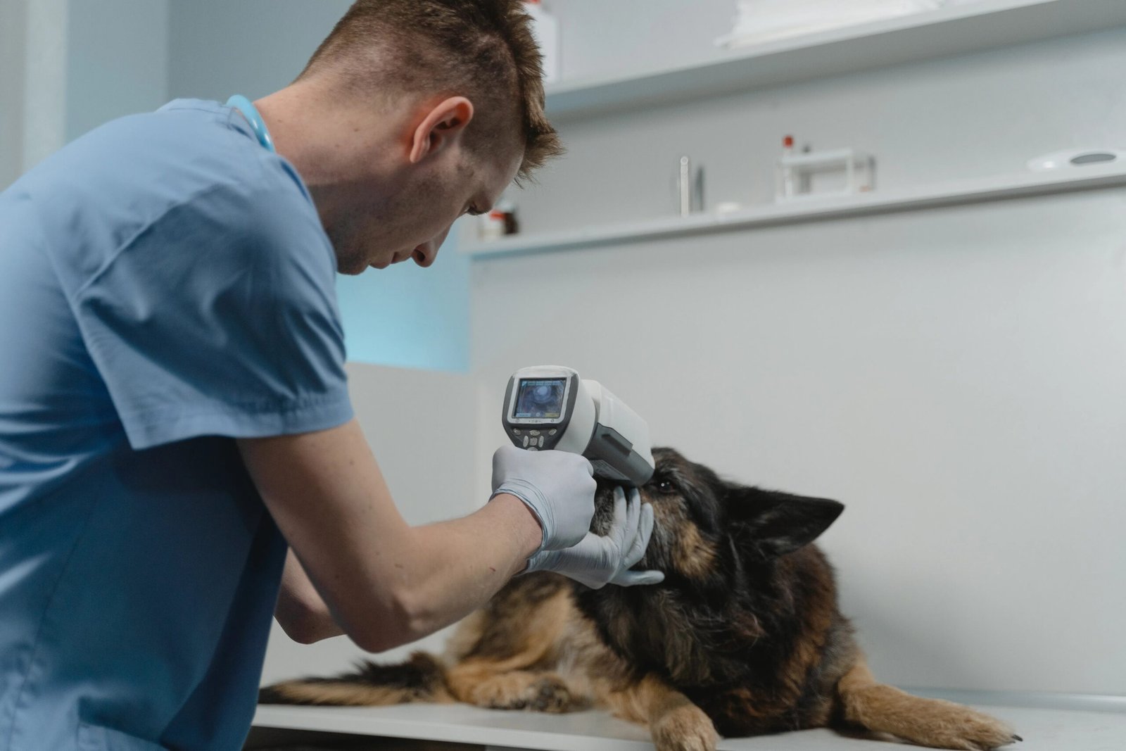 Dog Dental Care at Home: A Step-by-Step Brushing Guide