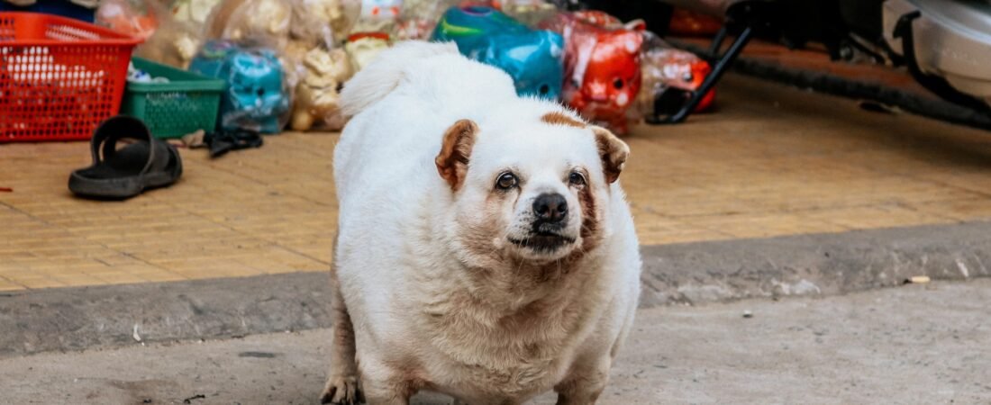 Dog Weight Management: How to Tell If Your Dog Is Overweight
