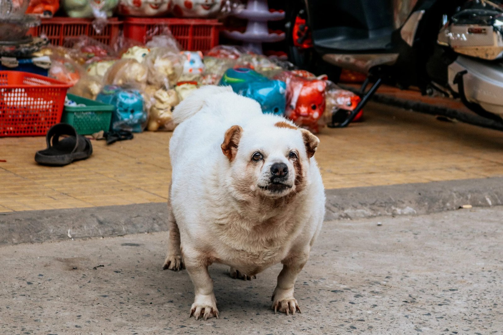 Dog Weight Management: How to Tell If Your Dog Is Overweight
