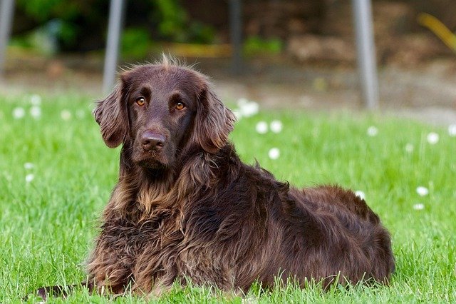 A dog running across an open field where a GPS tracker keeps it findable