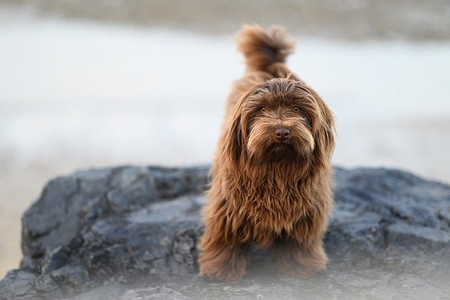 A dog relaxing indoors, watched remotely via a pet camera