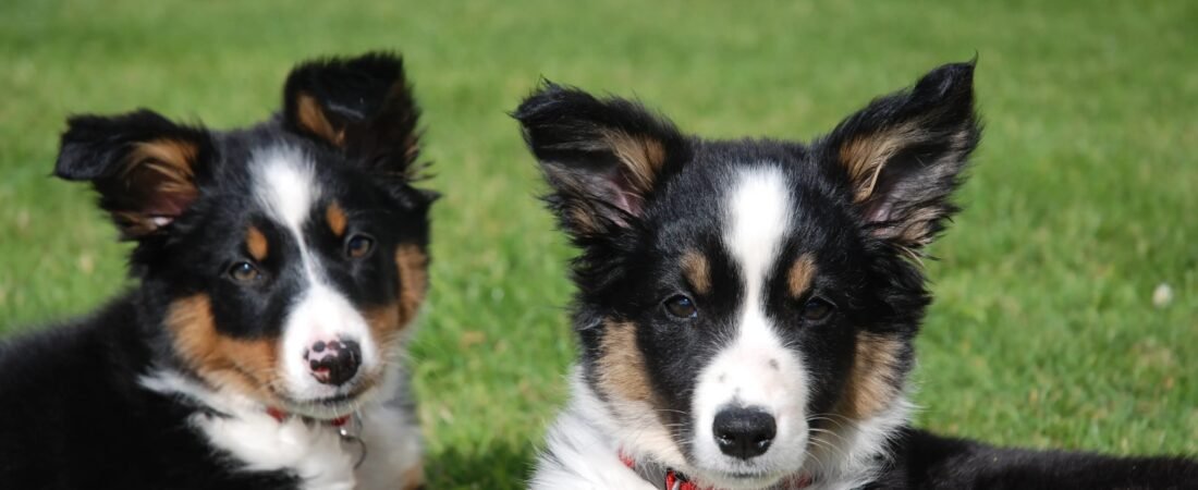How to Introduce a New Puppy to Your Resident Dog Safely