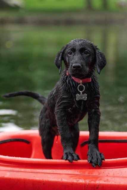 An active outdoor dog that benefits from a GPS tracker