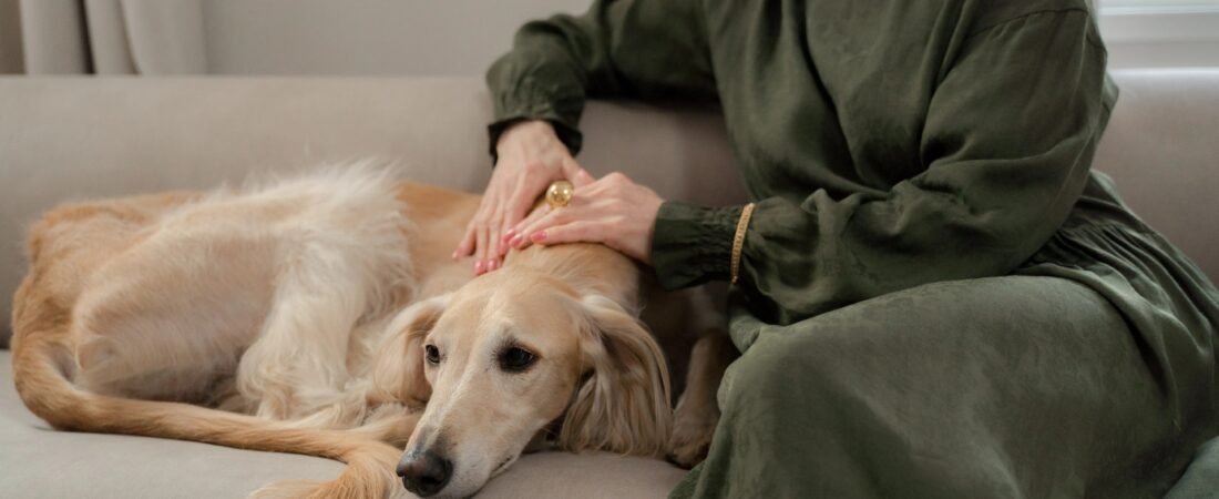 Why Does My Dog Have Separation Anxiety? Signs and Fixes