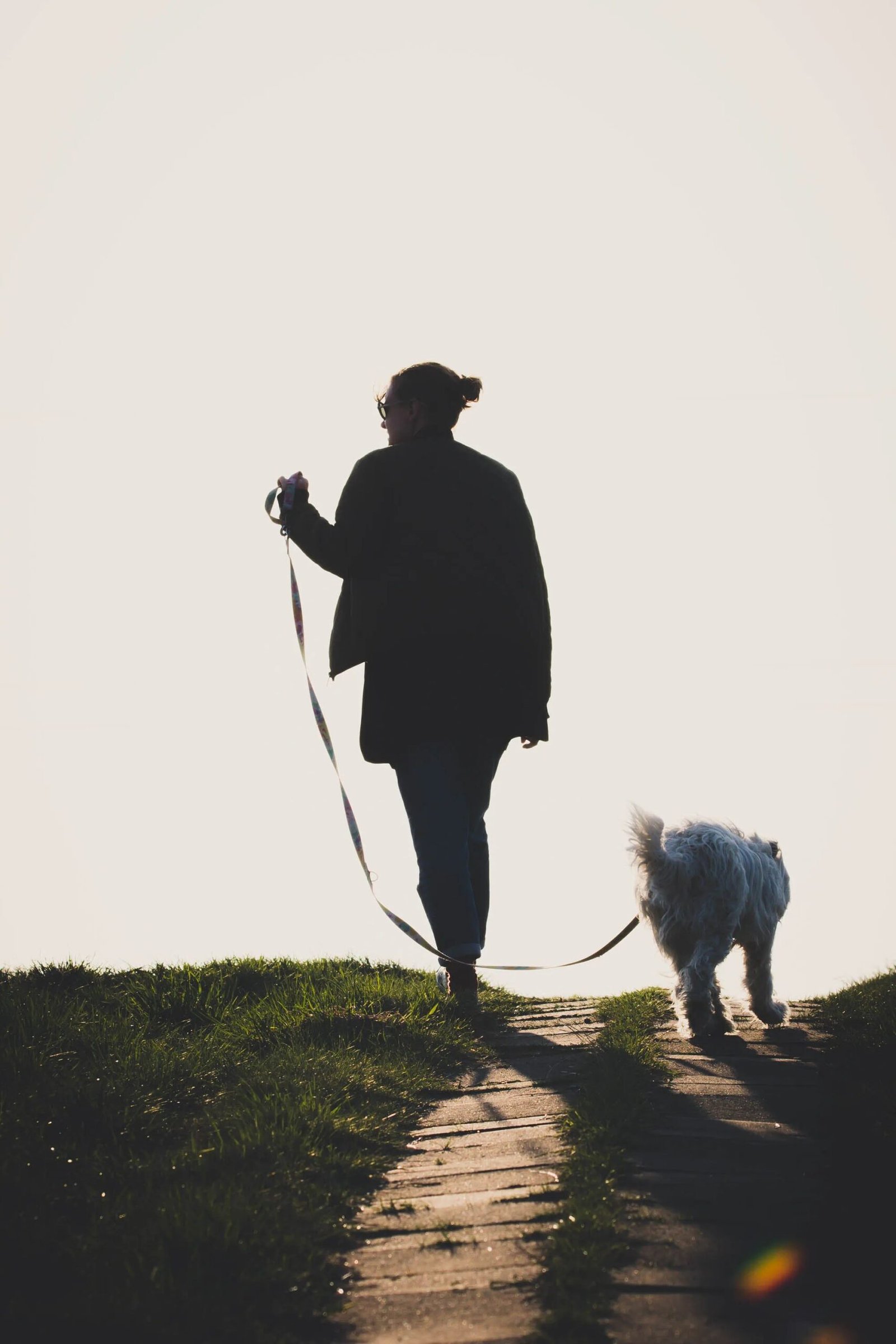 Best Dog Harness for Reactive or Leash-Pulling Dogs