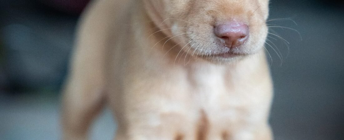 Puppy-Proofing Your Home: The Complete Checklist