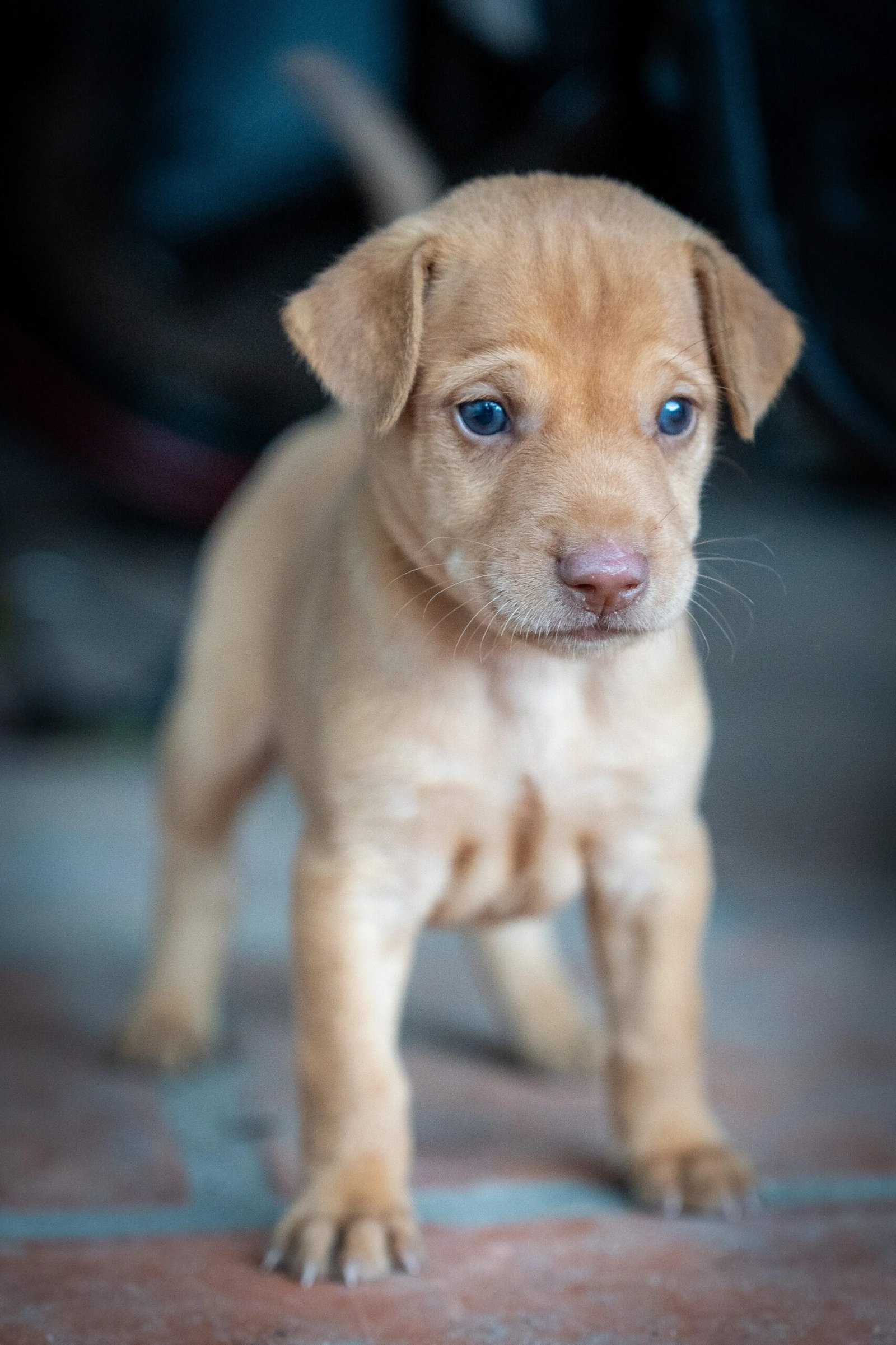 Puppy-Proofing Your Home: The Complete Checklist
