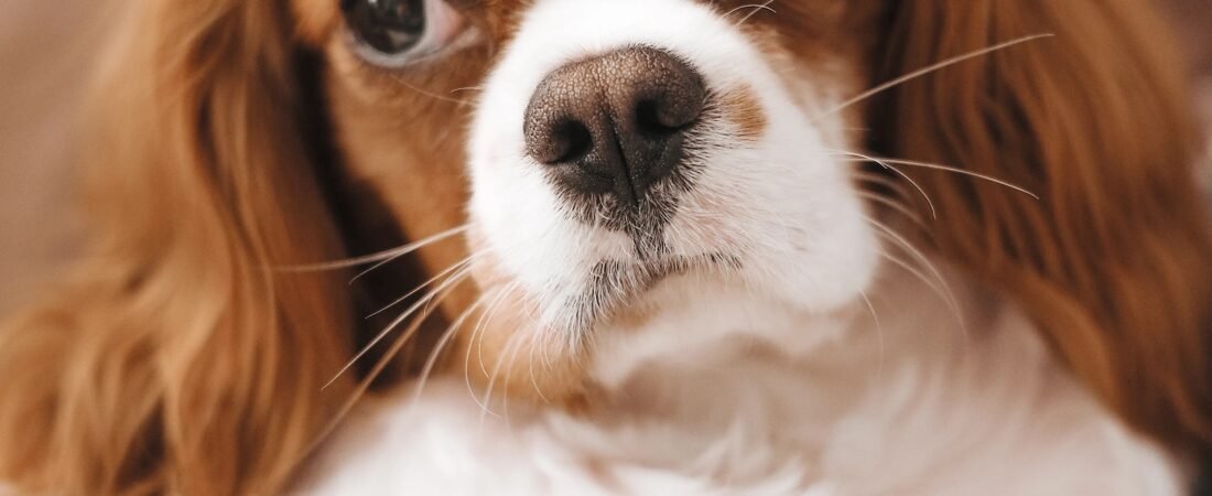 Dog Ear Infection: Home Care vs. When to See a Vet