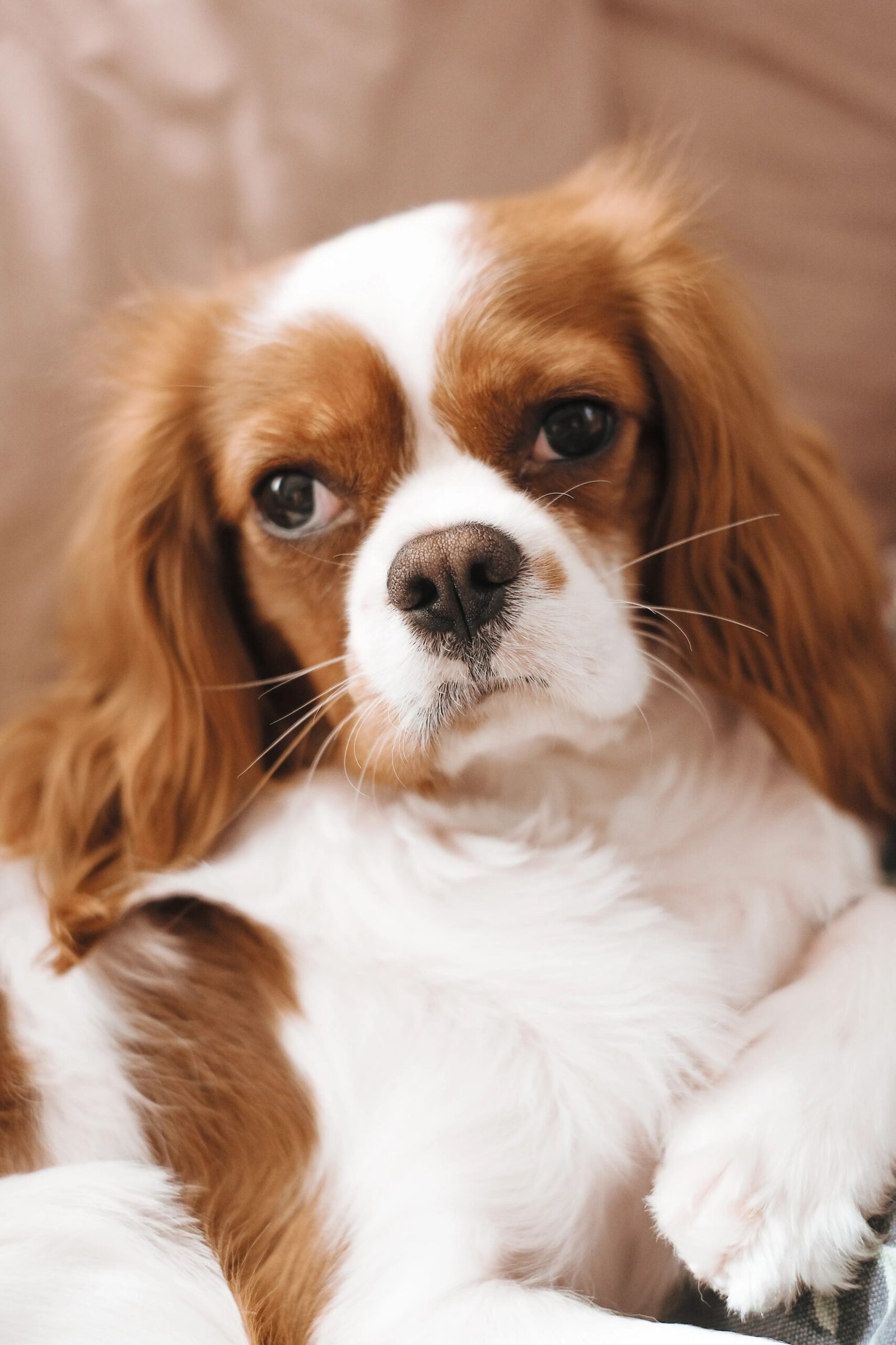 Dog Ear Infection: Home Care vs. When to See a Vet