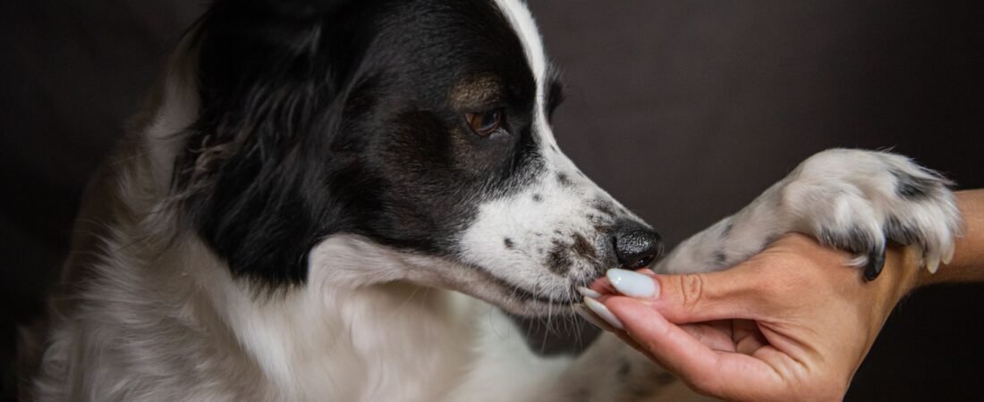 Dog Training Treats: What Vets Actually Recommend