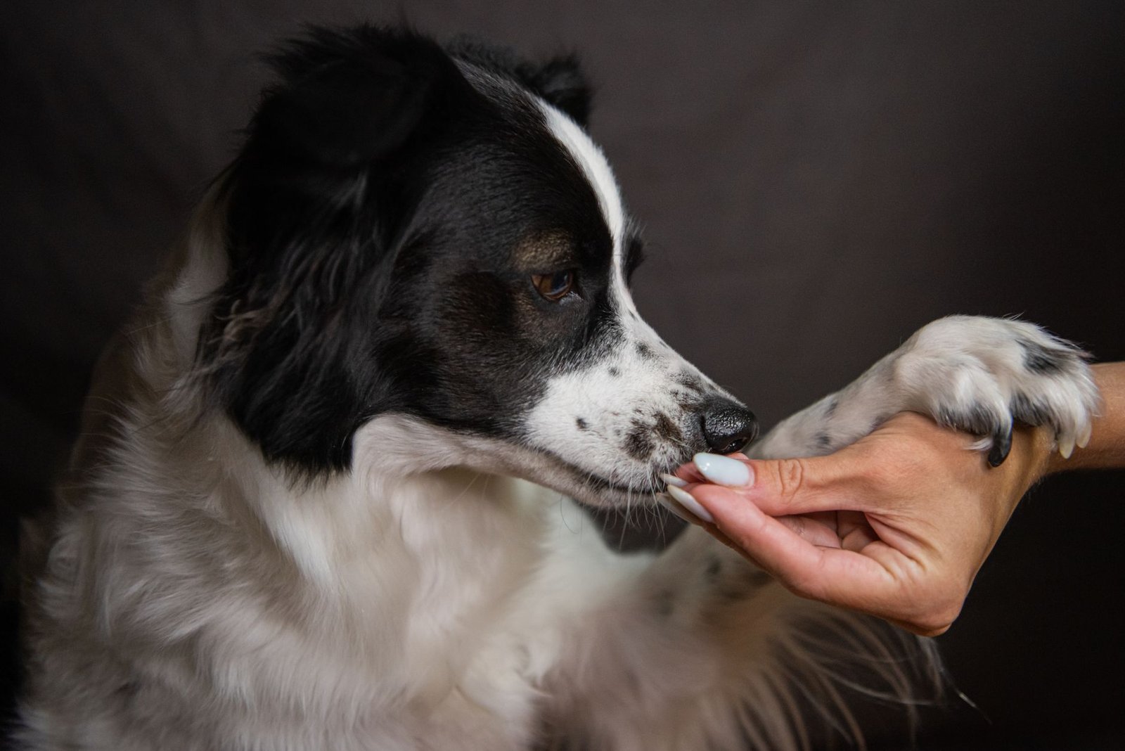 Dog Training Treats: What Vets Actually Recommend