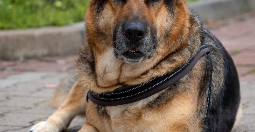 Pet Insurance for Dogs With Hip Dysplasia: What’s Covered
