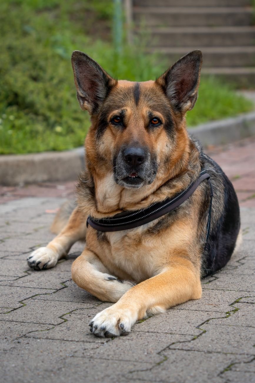 Pet Insurance for Dogs With Hip Dysplasia: What’s Covered