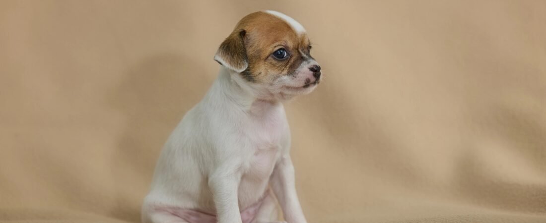 How to Potty Train a Puppy in an Apartment