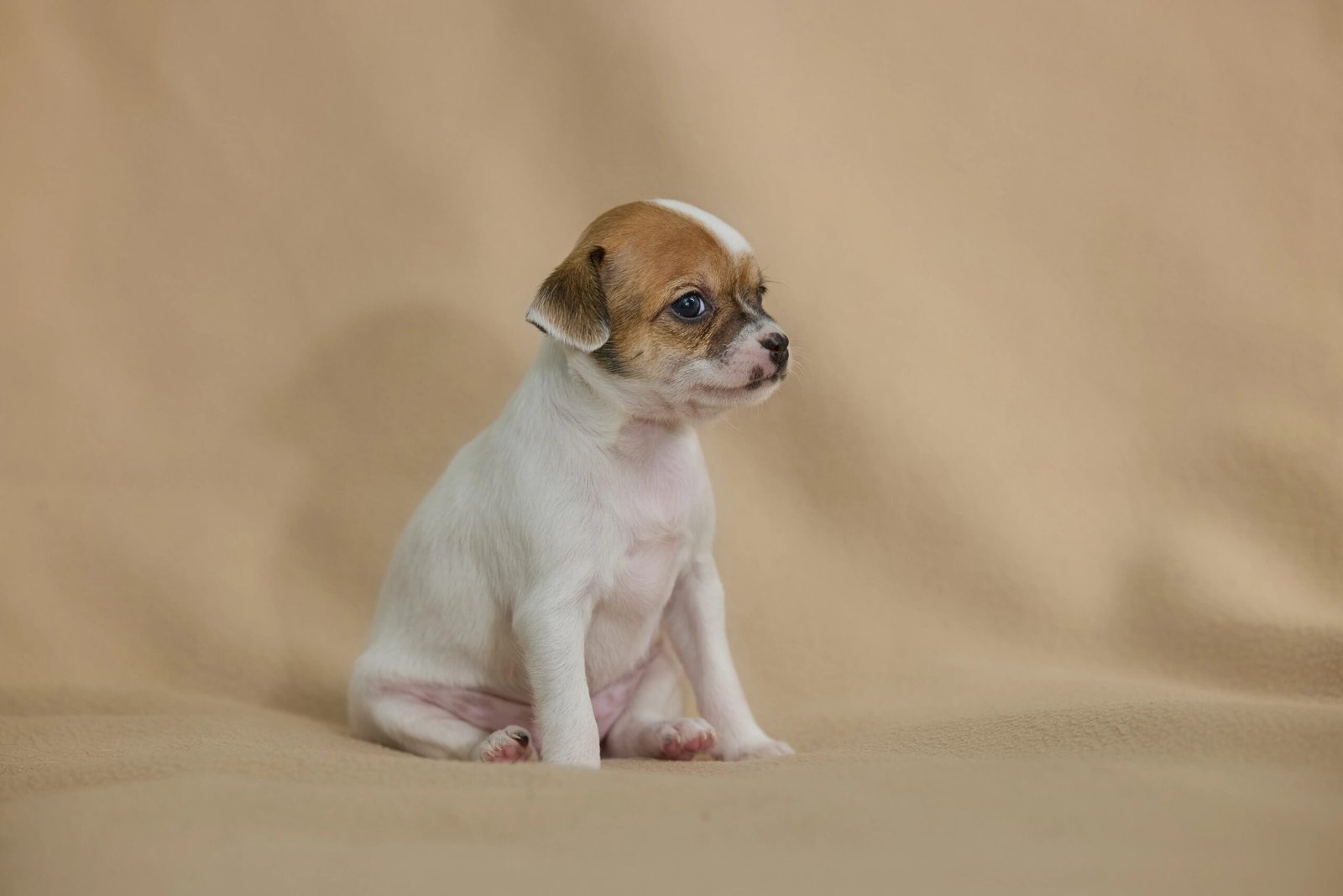 How to Potty Train a Puppy in an Apartment
