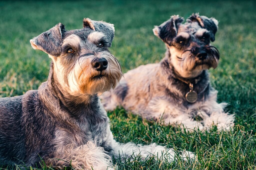 Miniature Schnauzer lying on green grass