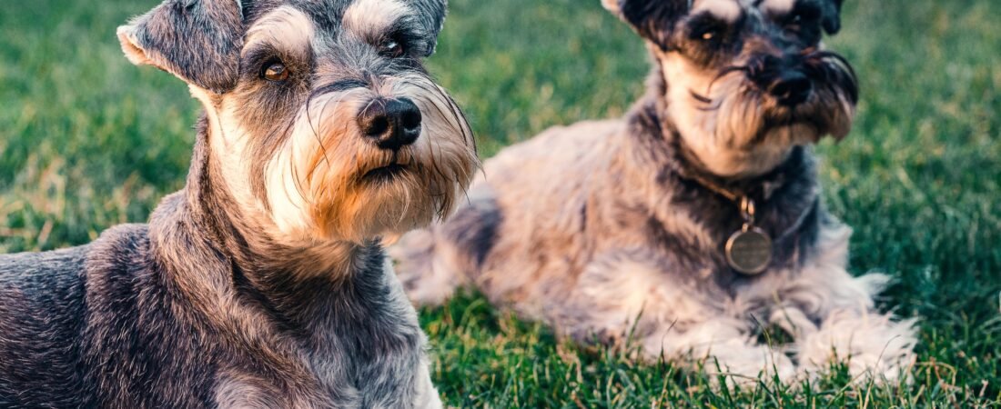 Best Dog Food for Miniature Schnauzers With a Sensitive Stomach
