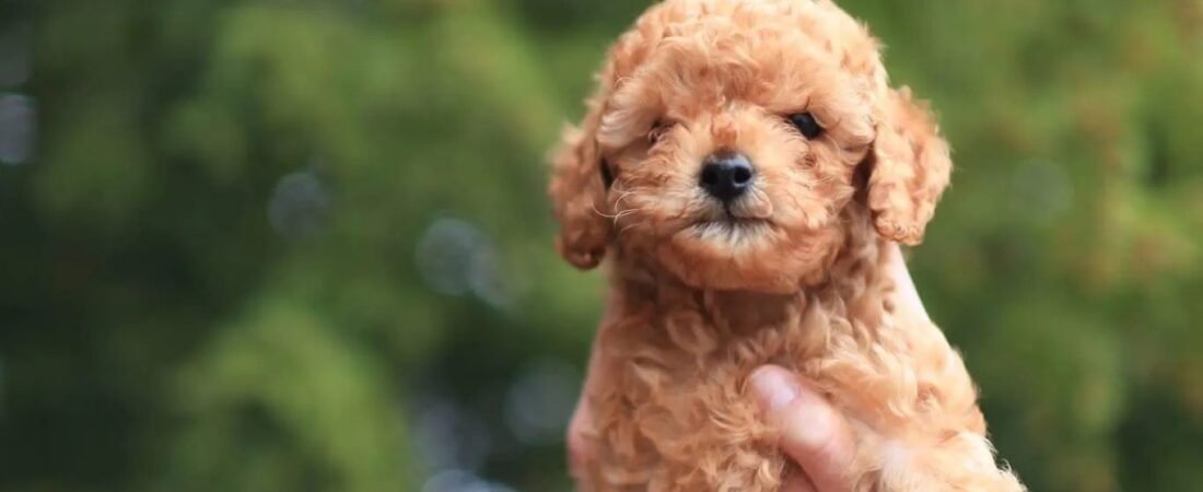 Best Low-Shedding Dog Breeds for People With Allergies