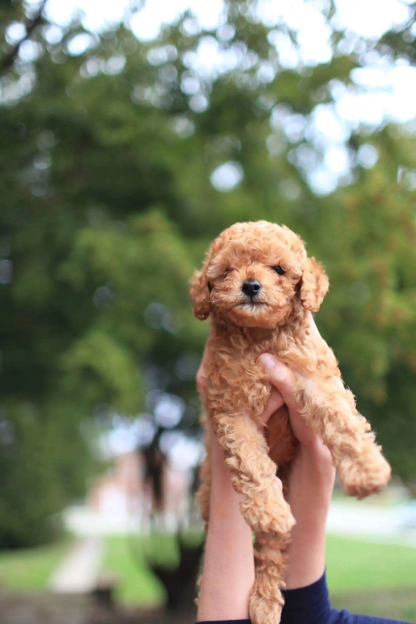 Best Low-Shedding Dog Breeds for People With Allergies