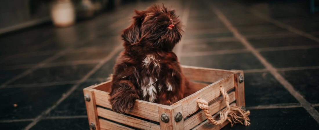 How Much Does It Really Cost to Own a Dog the First Year?