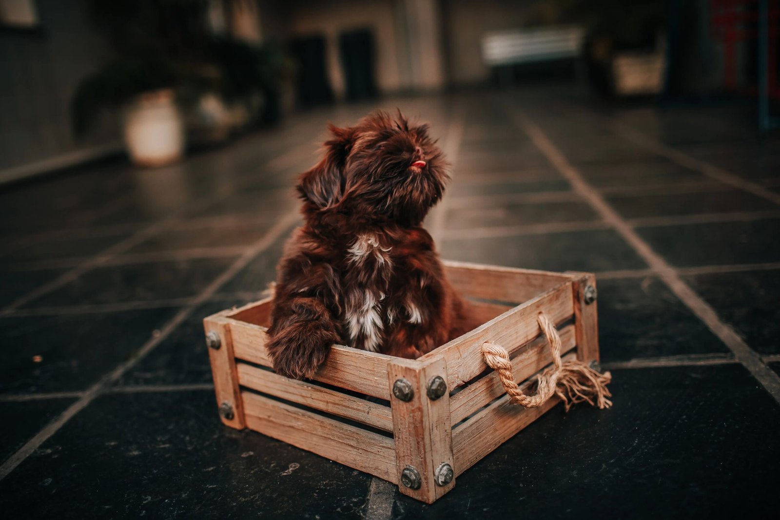 How Much Does It Really Cost to Own a Dog the First Year?