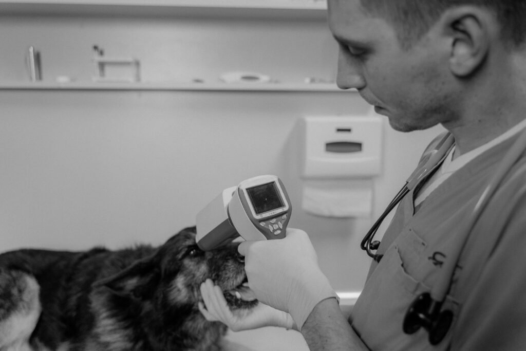 Veterinarian examining a senior dog's eyes with a diagnostic tool during a checkup