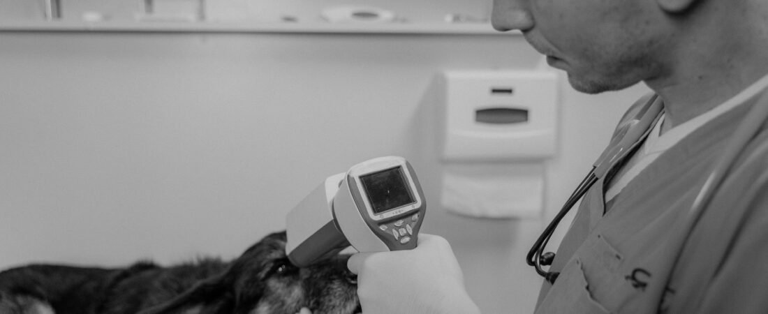 Senior Dog Care Checklist: A Vet-Informed Guide