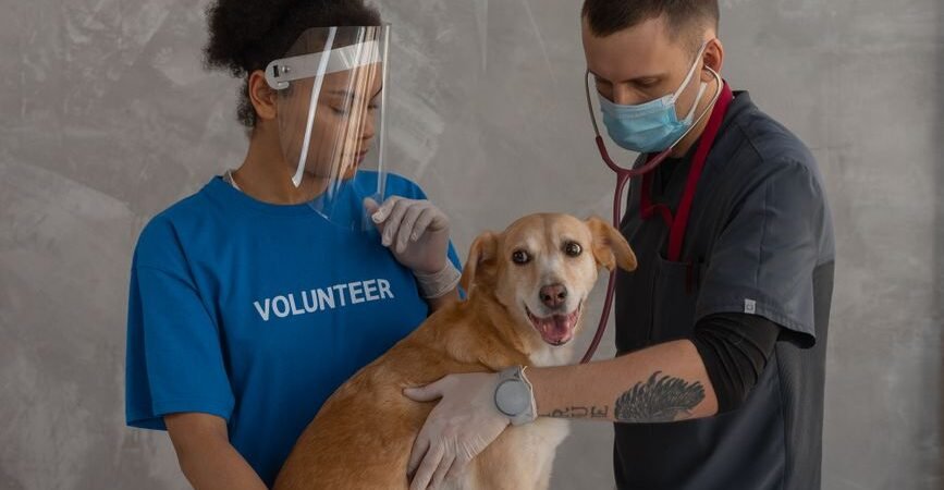 Puppy Vaccination Schedule: What to Expect (and Pay) by Age