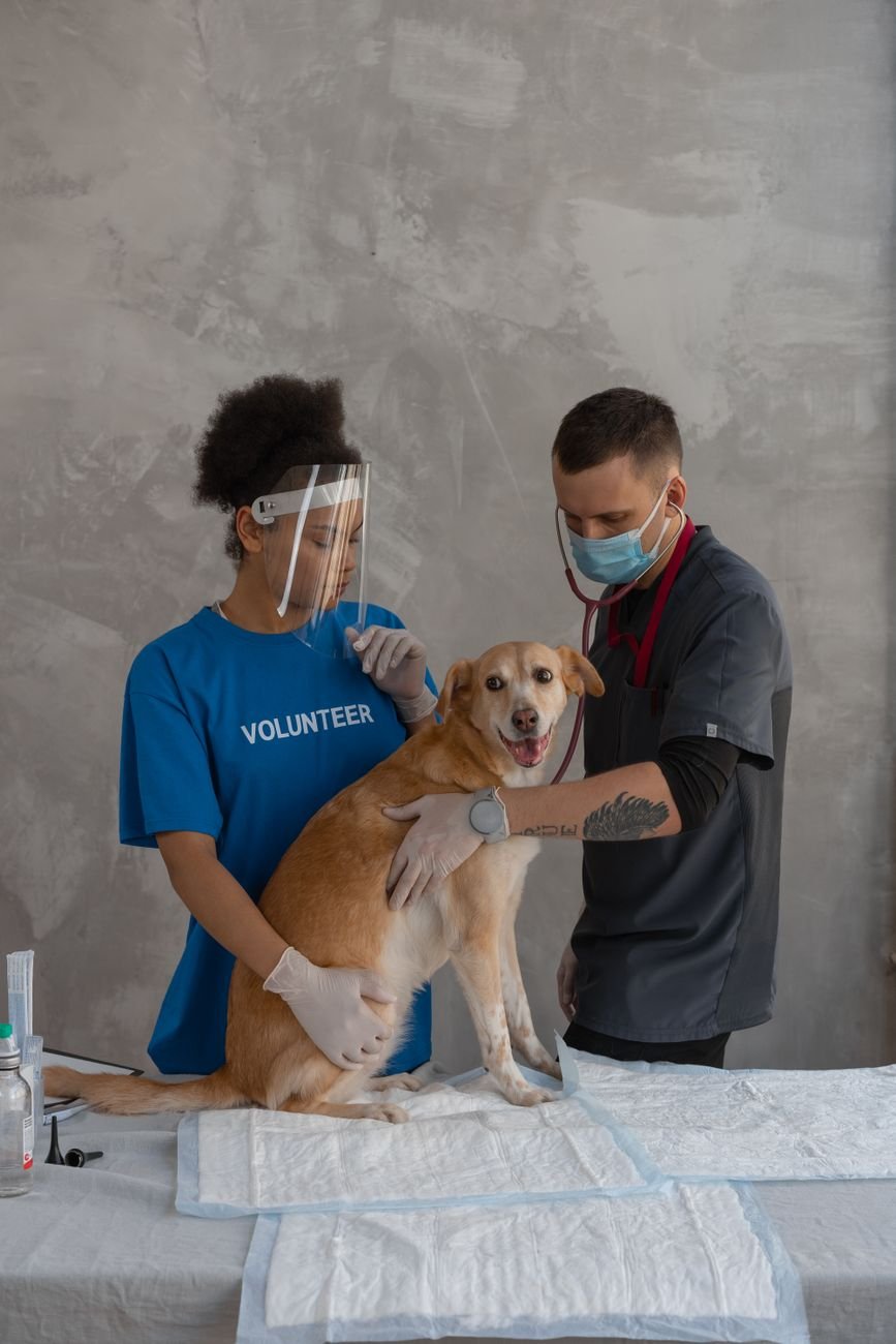 Puppy Vaccination Schedule: What to Expect (and Pay) by Age