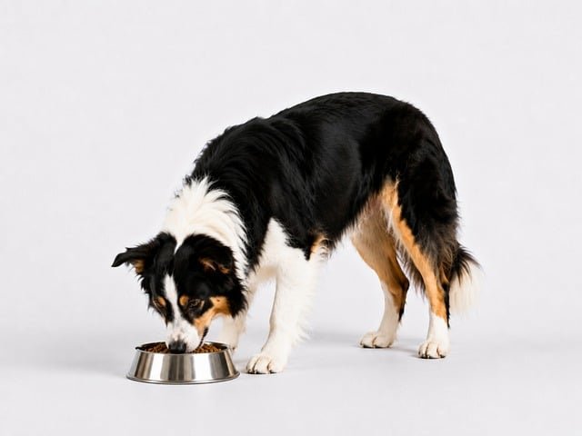 A dog eats from a metal bowl, the kind of controlled feeding used during a diagnostic elimination diet trial.