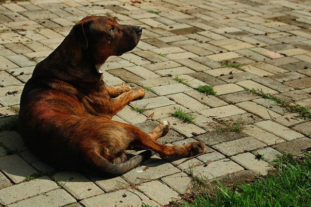 A relaxed dog lying down