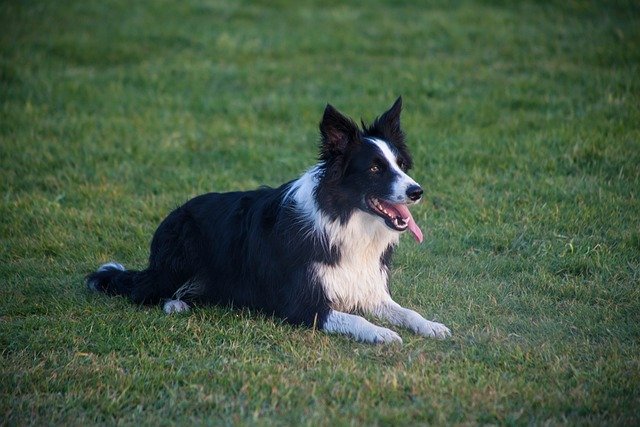How to Teach Your Dog to Sit, Stay, and Come