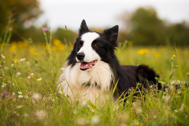Place Command Training: Teach a Reliable Dog Settle