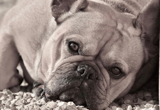 French Bulldog resting on gravel, a brachycephalic breed prone to overheating