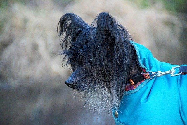 A small dog wearing a warm jacket outdoors in cold weather