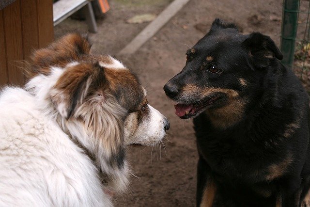 Two dogs meeting calmly