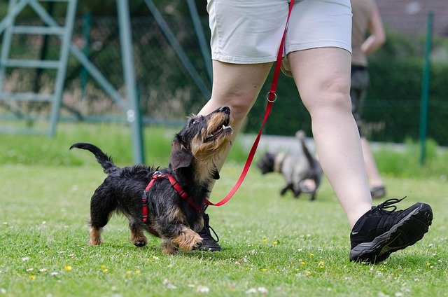 Clicker Training for Beginners: How to Get Started With Your Dog