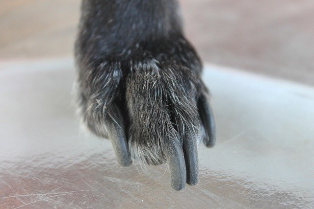 Best Dog Nail Grinders of 2026: Quiet, Vet-Approved Picks