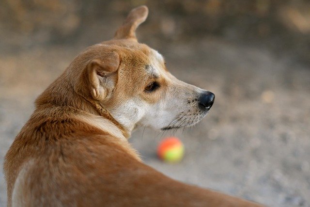 A dog ready to fetch a tennis ball