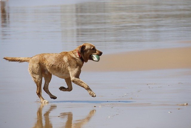 A high-energy dog playing fetch outdoors