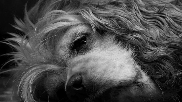 A dog sleeping peacefully
