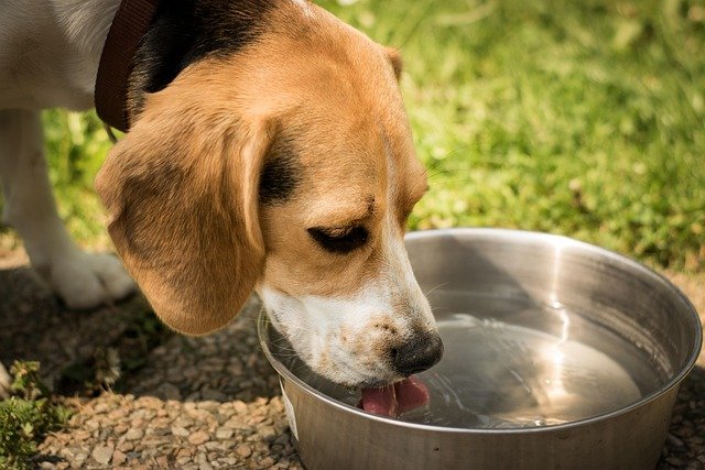 A well-hydrated dog