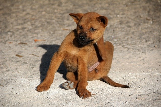 Hot Spots on Dogs: Causes, Treatment, and What It Costs to Treat