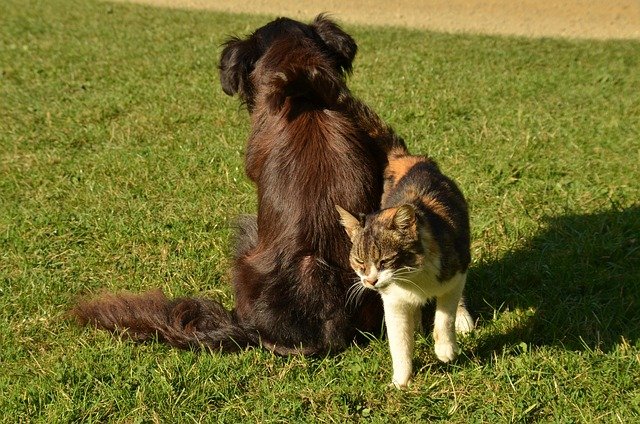 How to Stop Your Dog From Chasing Your Cat (Step by Step)