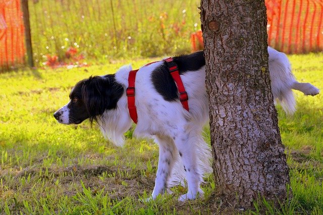 Dog UTI Cost: Tests, Treatment, and What Vets Look For