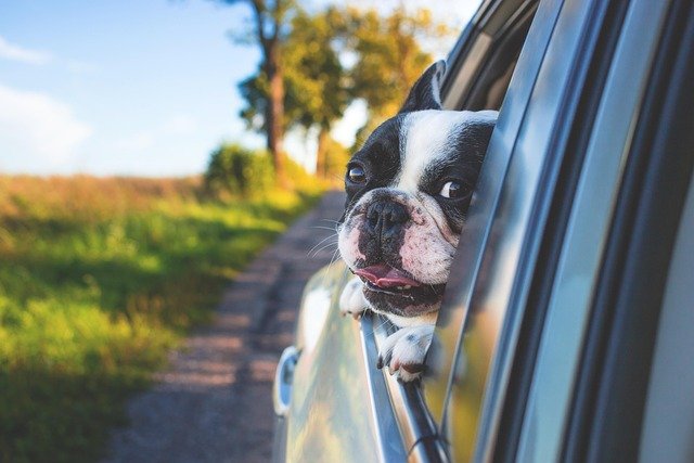 A dog leaning its head out of a moving car window