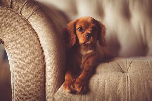 How to Stop Your Dog From Chewing Furniture and Baseboards